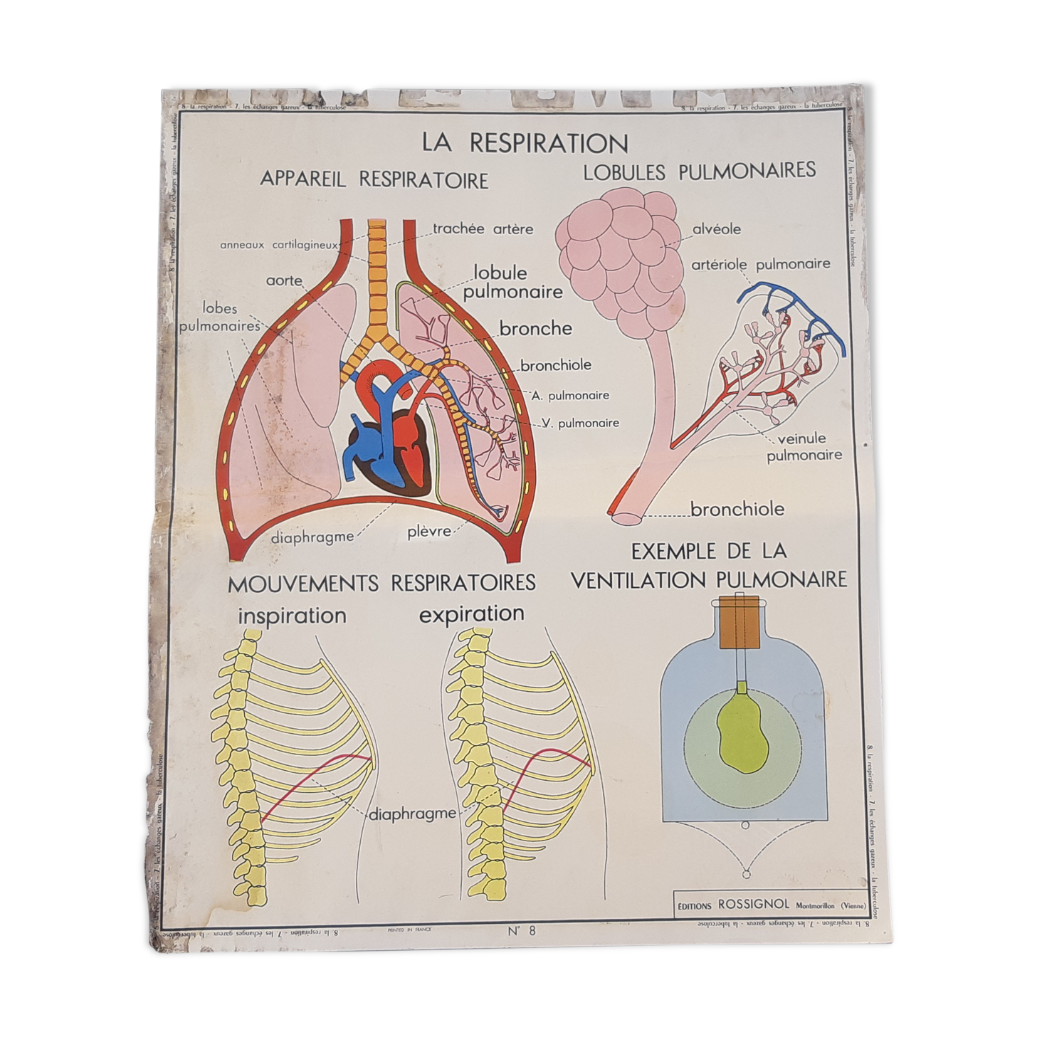 Rossignol educational poster