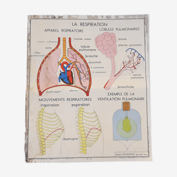 Affiche pédagogique Rossignol