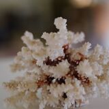 White coral