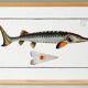 Poster about the sturgeon, based on an old engraving from 1746.