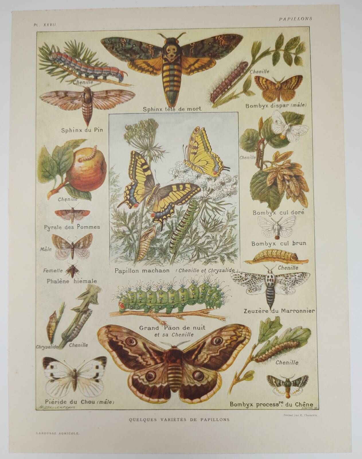 Original engraving from 1922 - Butterfly - Old entomological plate with caterpillar and species,