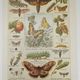 Original engraving from 1922 - Butterfly - Old entomological plate with caterpillar and species,