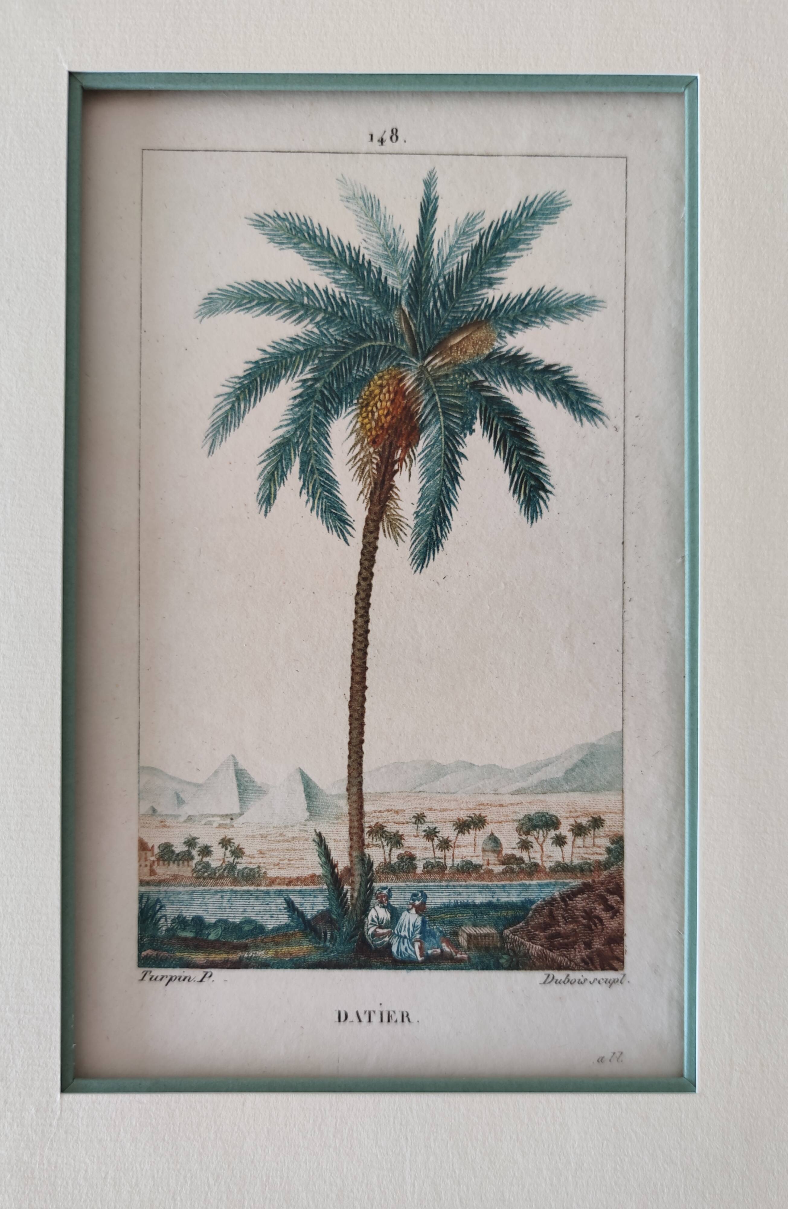 Datier framed botanical engraving by Turpin circa 1800