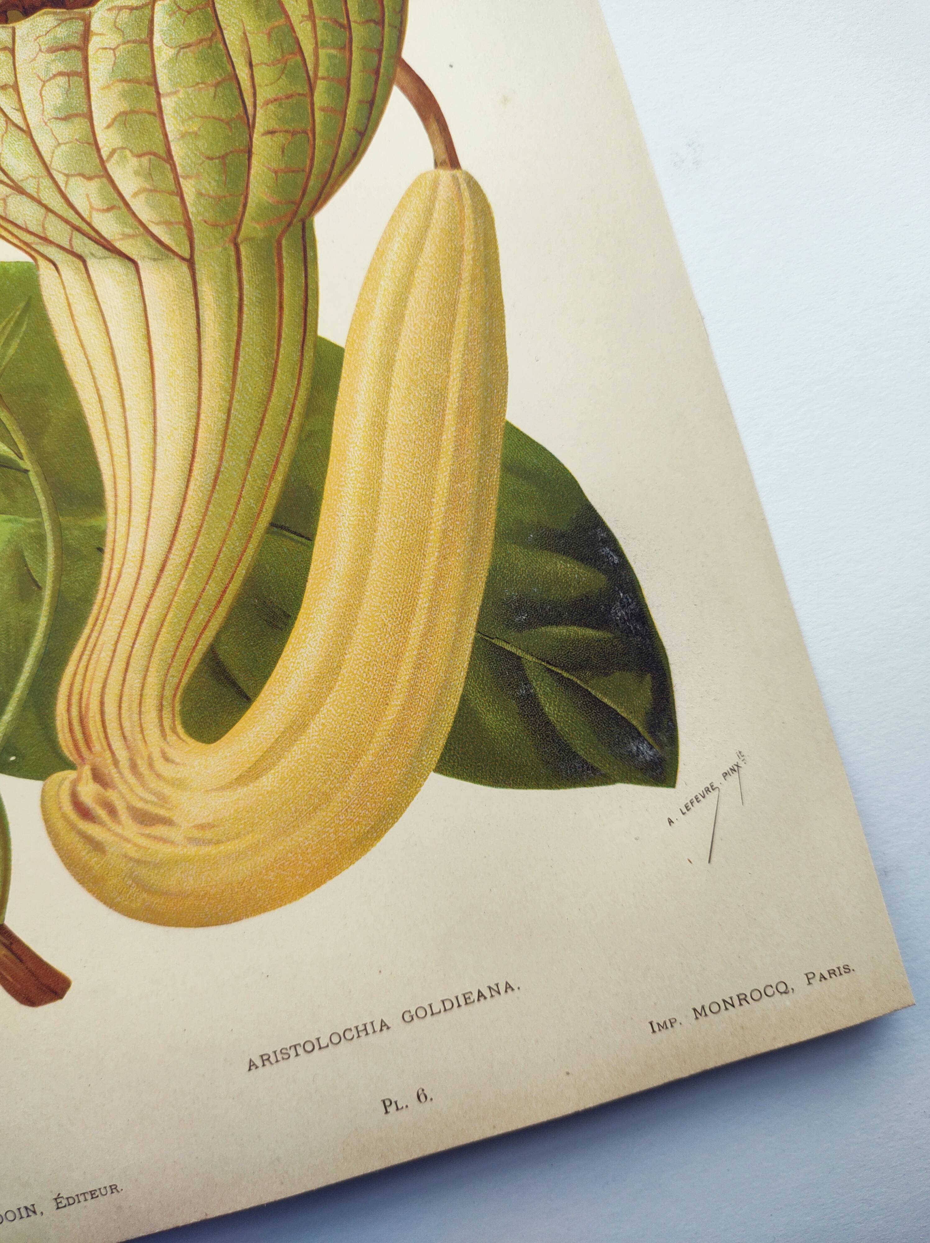 Botanical engraving from 1897 - Goldie's Aristolochia - Original plate. Old lithograph
