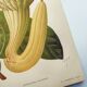 Botanical engraving from 1897 - Goldie's Aristolochia - Original plate. Old lithograph