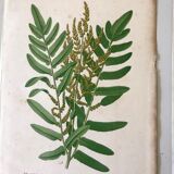 Lot of 4 botanical panches of ferns 19th century