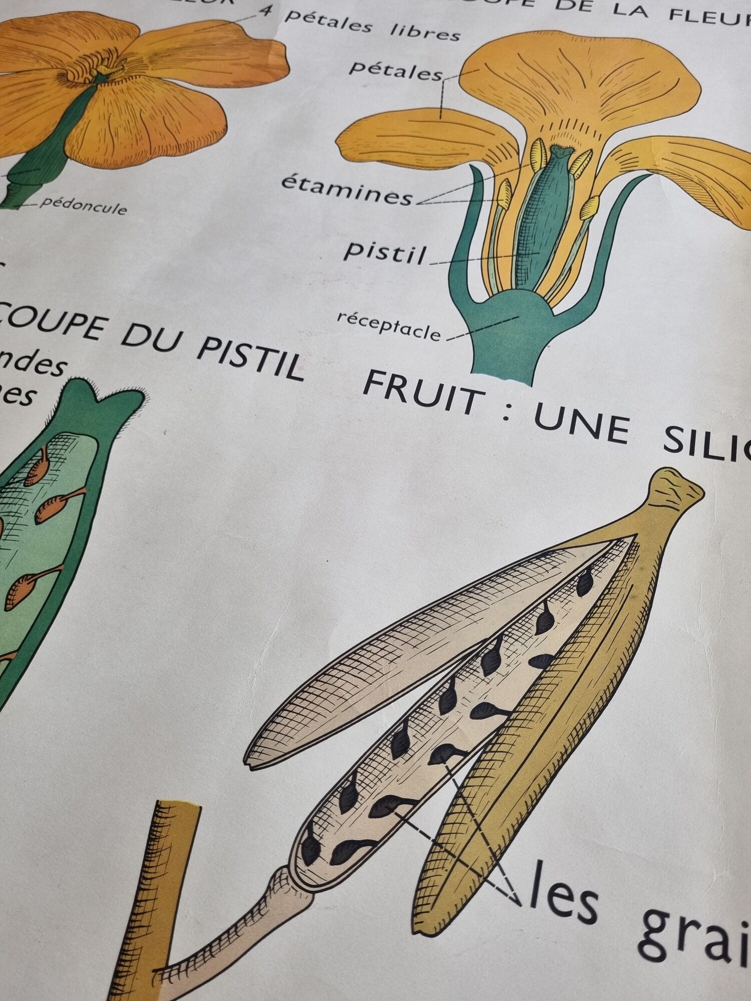 Double-sided educational poster Le Coquelicot - La Giroflée, Rossignol, 60s