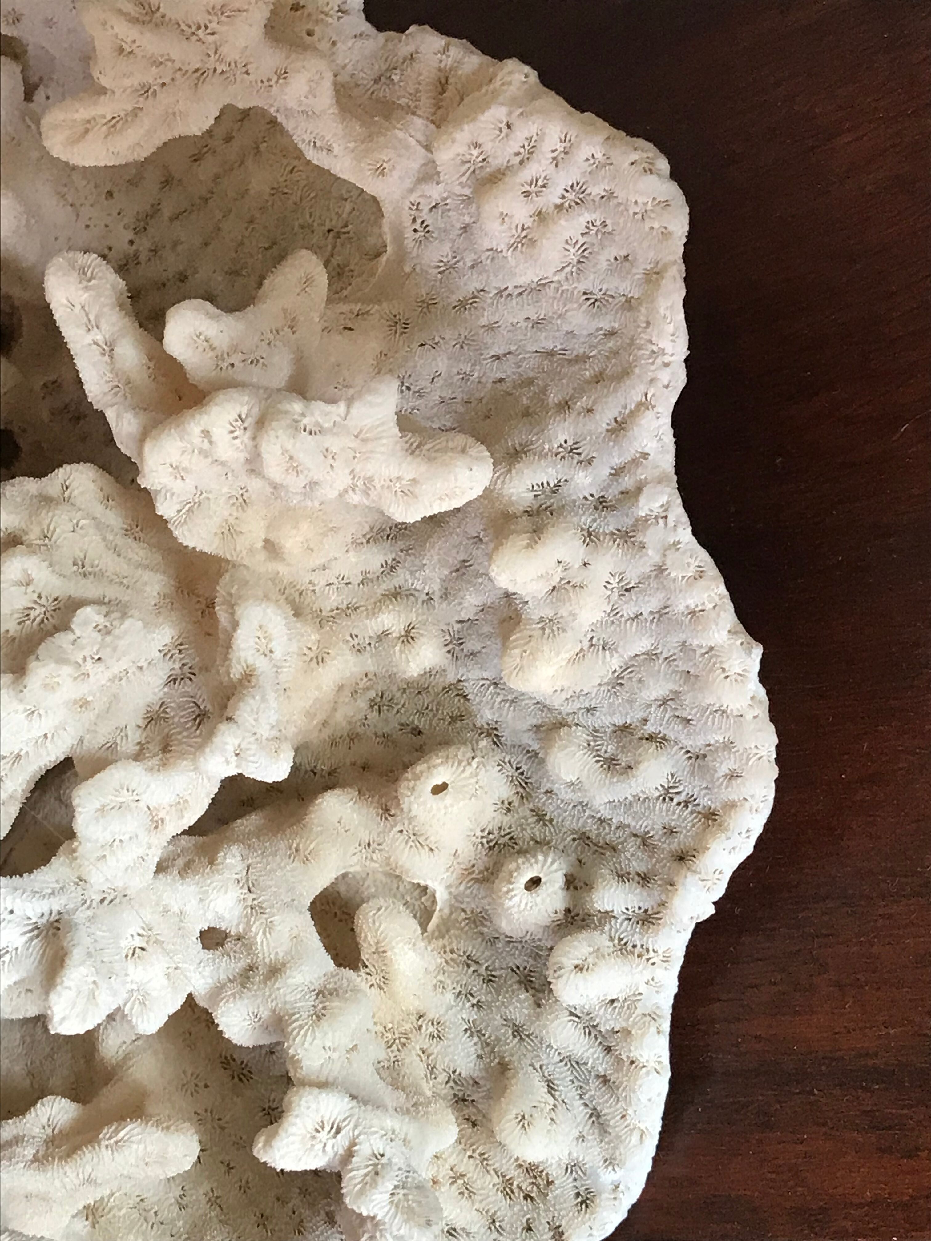 Ancient white coral 27X20 cm