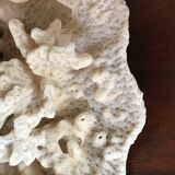 Ancient white coral 27X20 cm