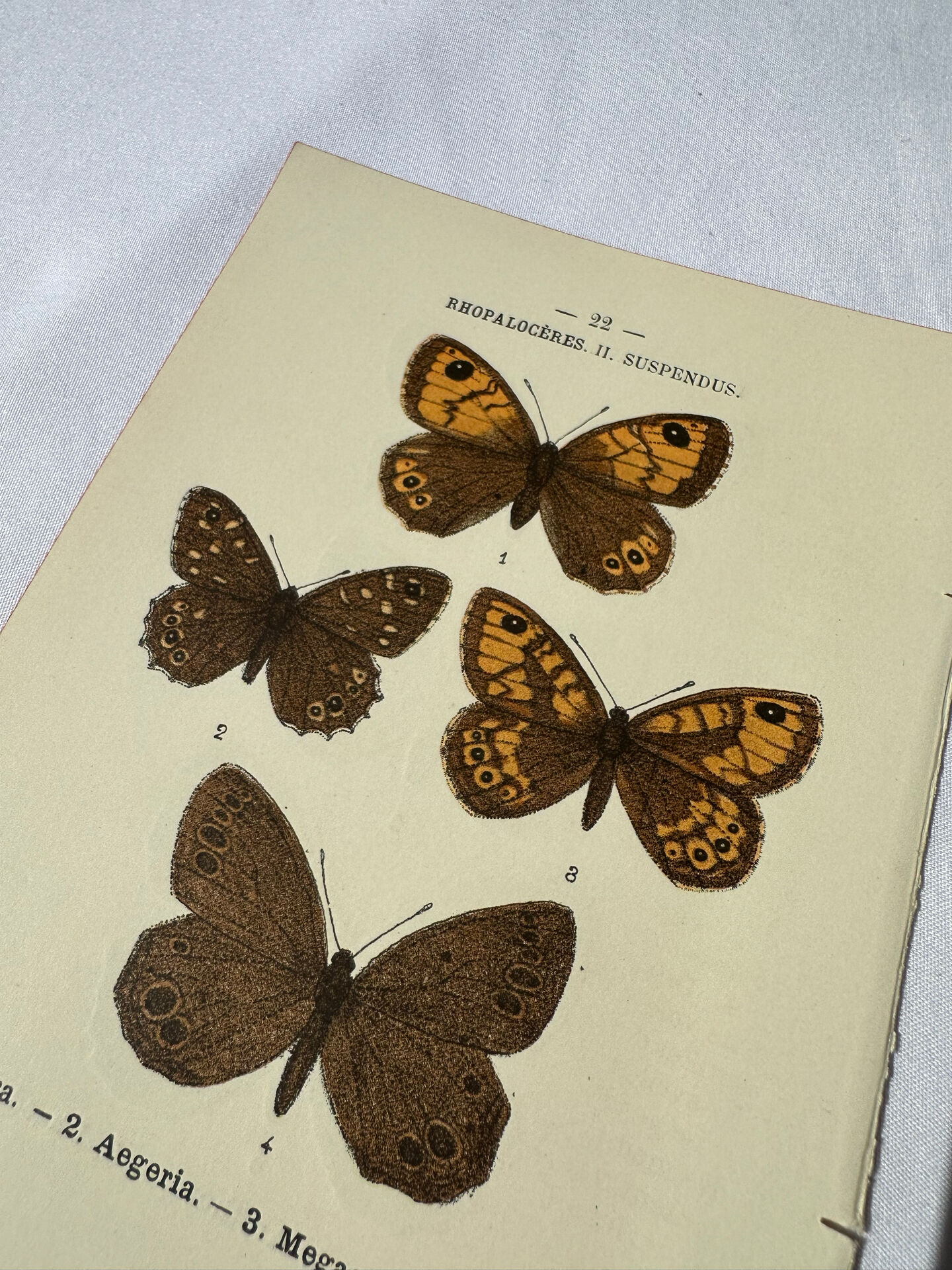 🦋 Botanical Plate Engraving of a Butterfly, 19th Century Naturalist