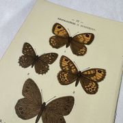 Planche Botanique Gravure Papillon naturaliste ancienne 19eme
