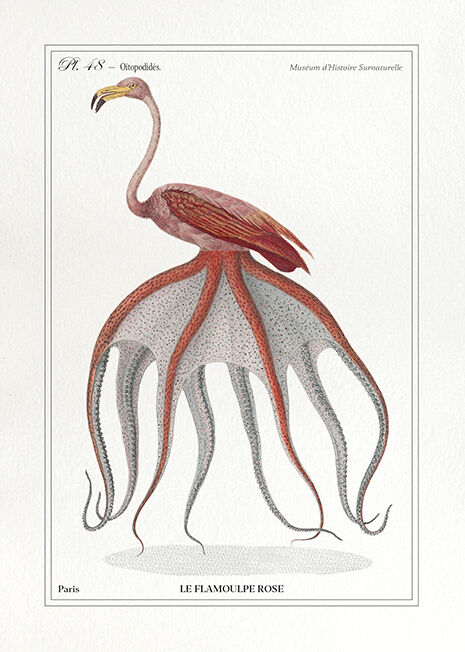 Chimera lithograph animal engraving - the pink flamoulpe