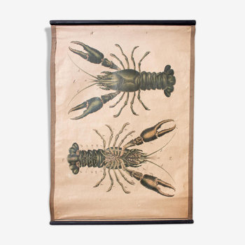 1914 Lobster Educational Poster