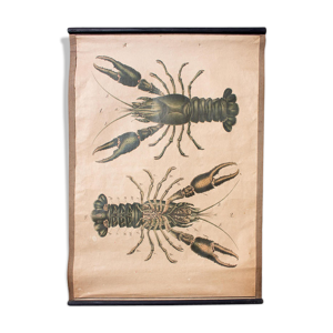 Affiche pédagogique homard 1914