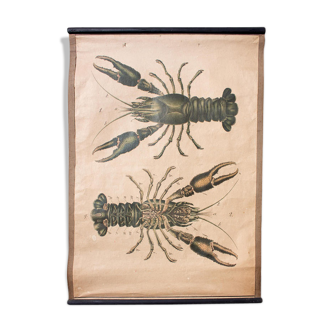 1914 Lobster Educational Poster