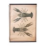 Affiche pédagogique homard 1914