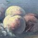 Still life painting with fruit and teapot