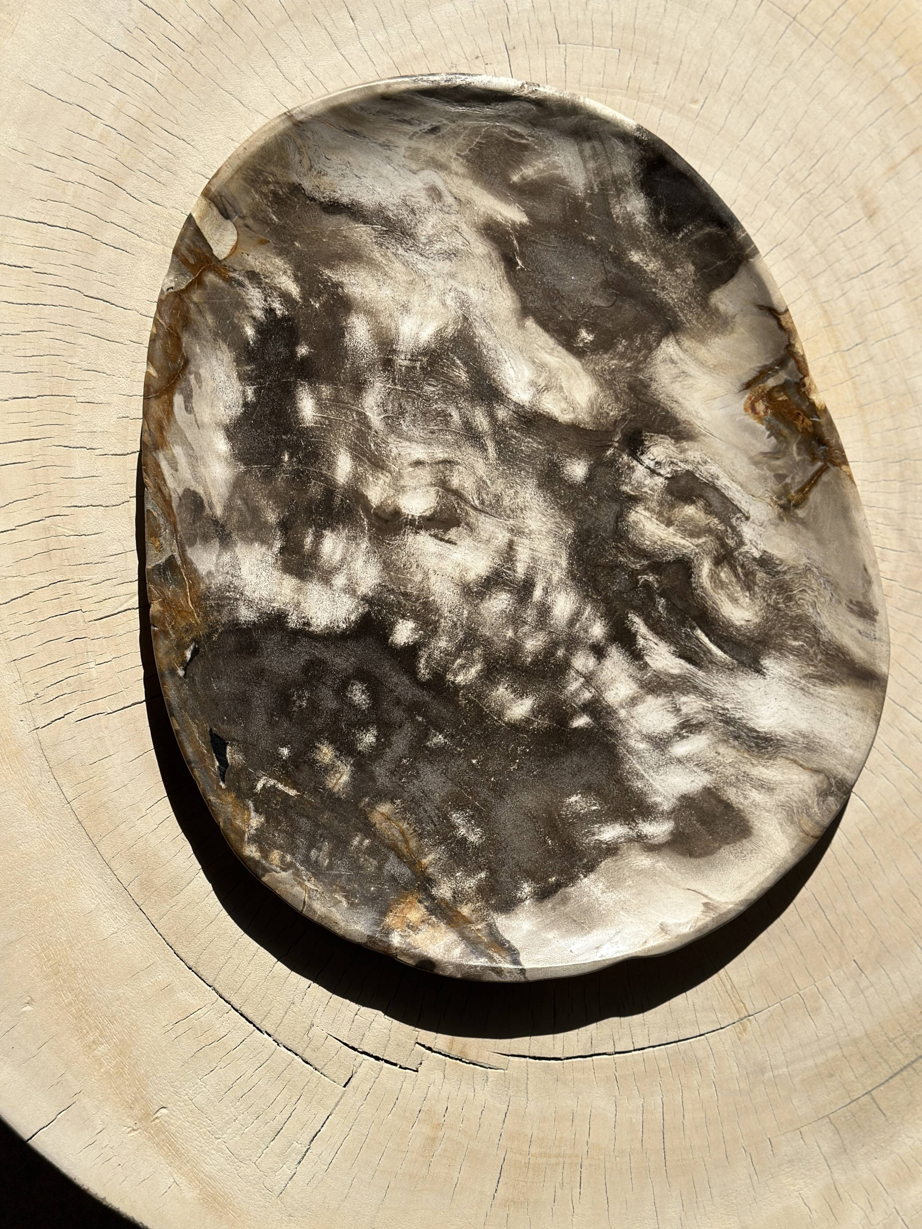 Very large empty pocket or dish in medium light petrified wood 1143