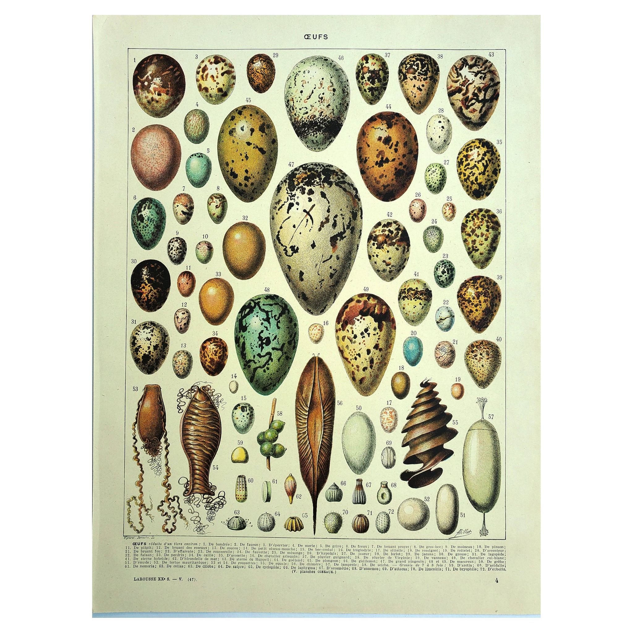 Gravure ancienne 1928 - Œufs par A. Millot - planche zoologique vintage