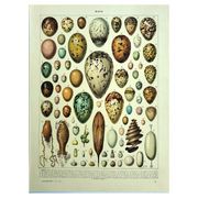 Gravure ancienne 1928 - Œufs par A. Millot - planche zoologique vintage
