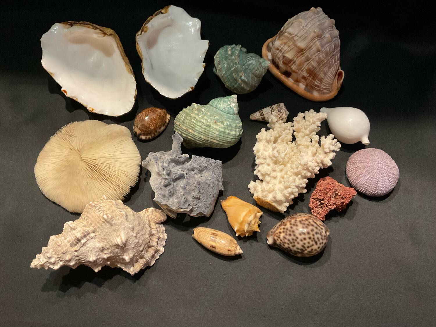 Shell collection