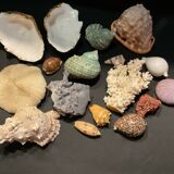 Shell collection