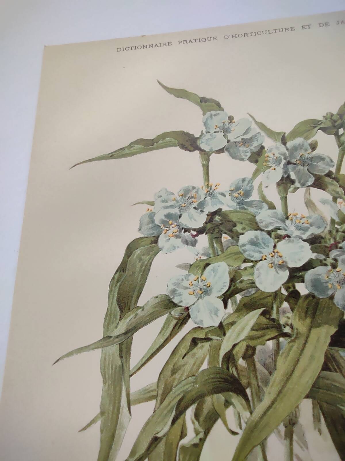 Antique plate from 1897 - Tradescantia Virginica - Original illustration