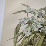Antique plate from 1897 - Tradescantia Virginica - Original illustration