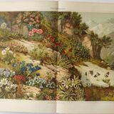 Lithographie ancienne 1909 - Flore alpine - gravure nature montagne vintage