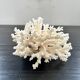 Large white coral