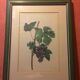 Former vignes botanical plank vintage green wood frame