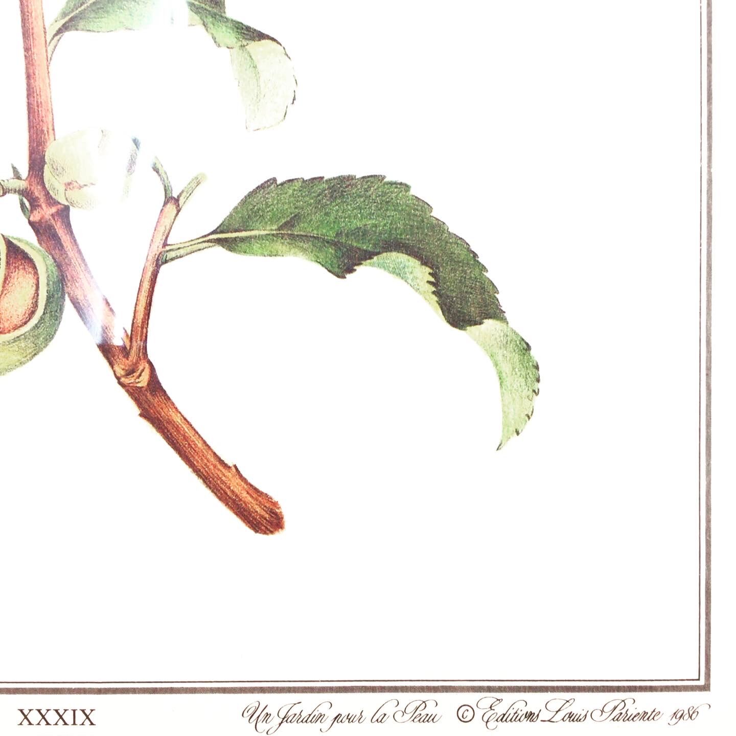 Frame of a botanical poster: The Teaier