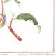 Frame of a botanical poster: The Teaier