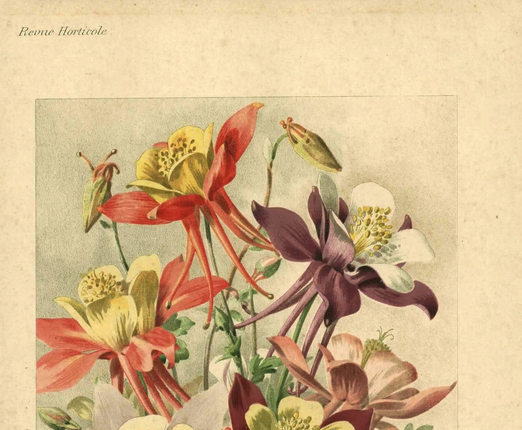 Botanical engraving from 1896 by Godart • Hybrid columbines Aquilegia coerulea • Old lithograph