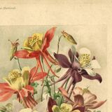 Botanical engraving from 1896 by Godart • Hybrid columbines Aquilegia coerulea • Old lithograph