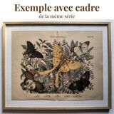 Gravure ancienne 1886 - Coquillages et mollusques 1.Lithographie planche