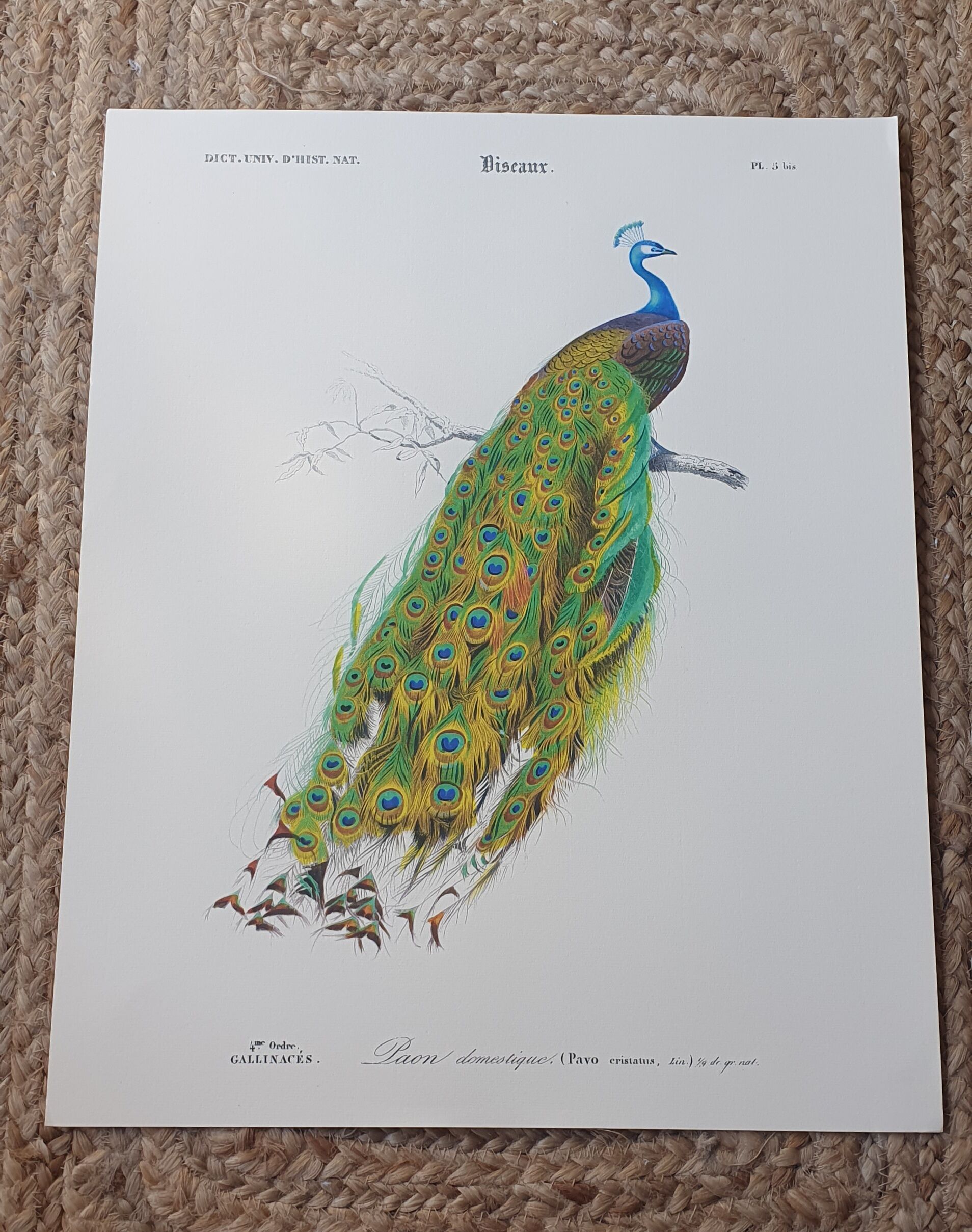 Vintage illustration