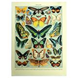 Lithographie ancienne 1928 A. Millot - Papillons exotiques