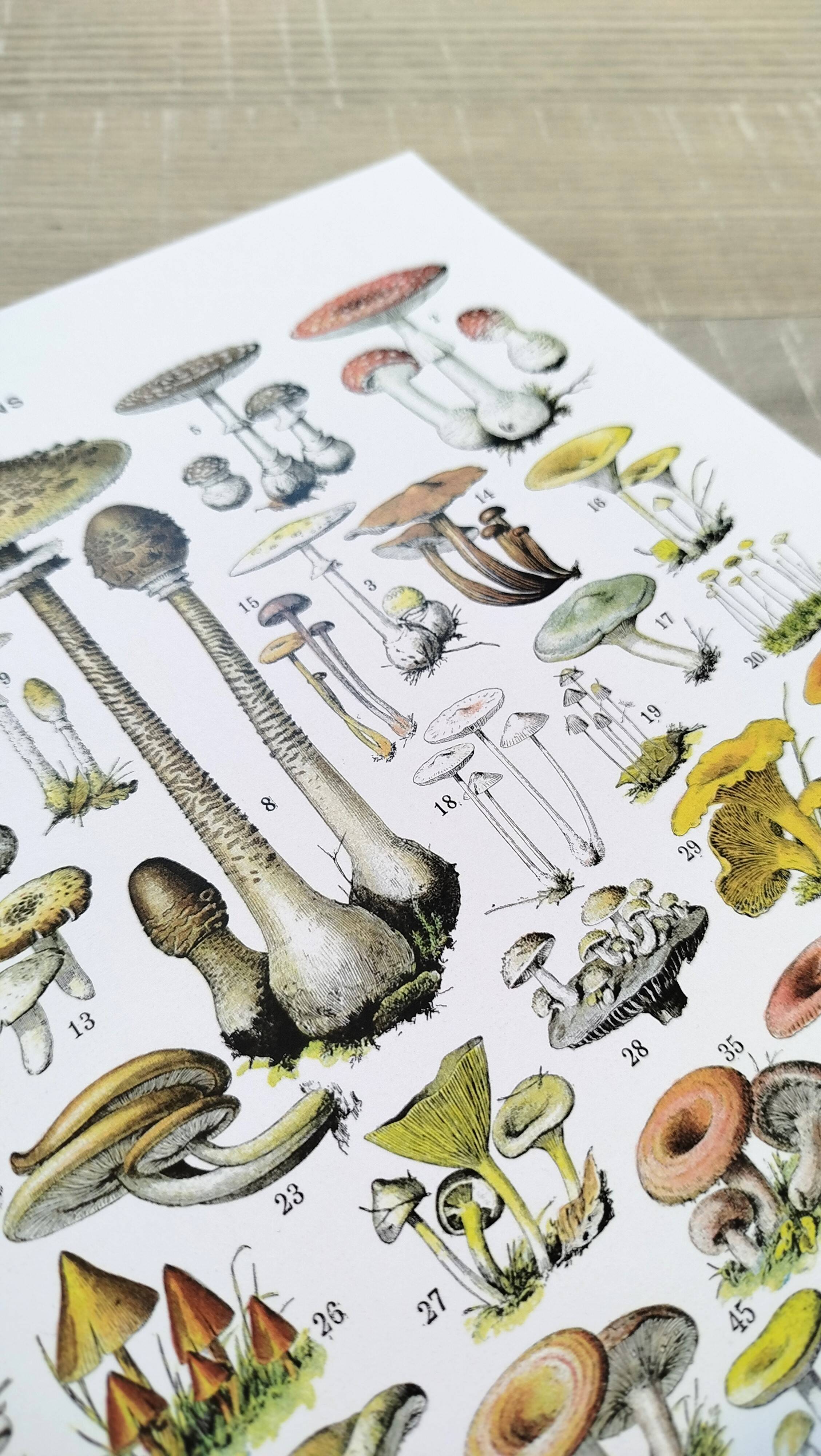 Poster about "Amanita" mushrooms, based on a 1928 lithograph