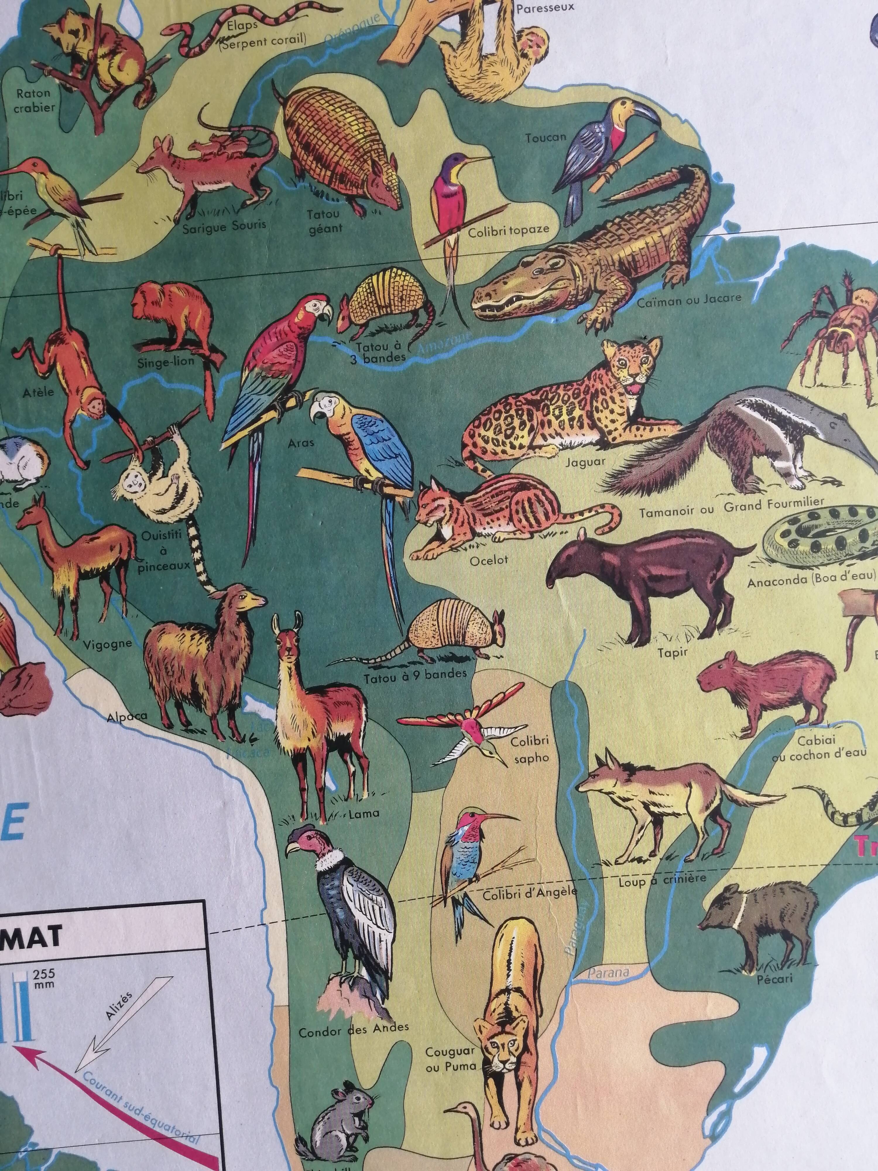 MDI school map: SOUTH AMERICA - OCEANIA fauna vegetation.