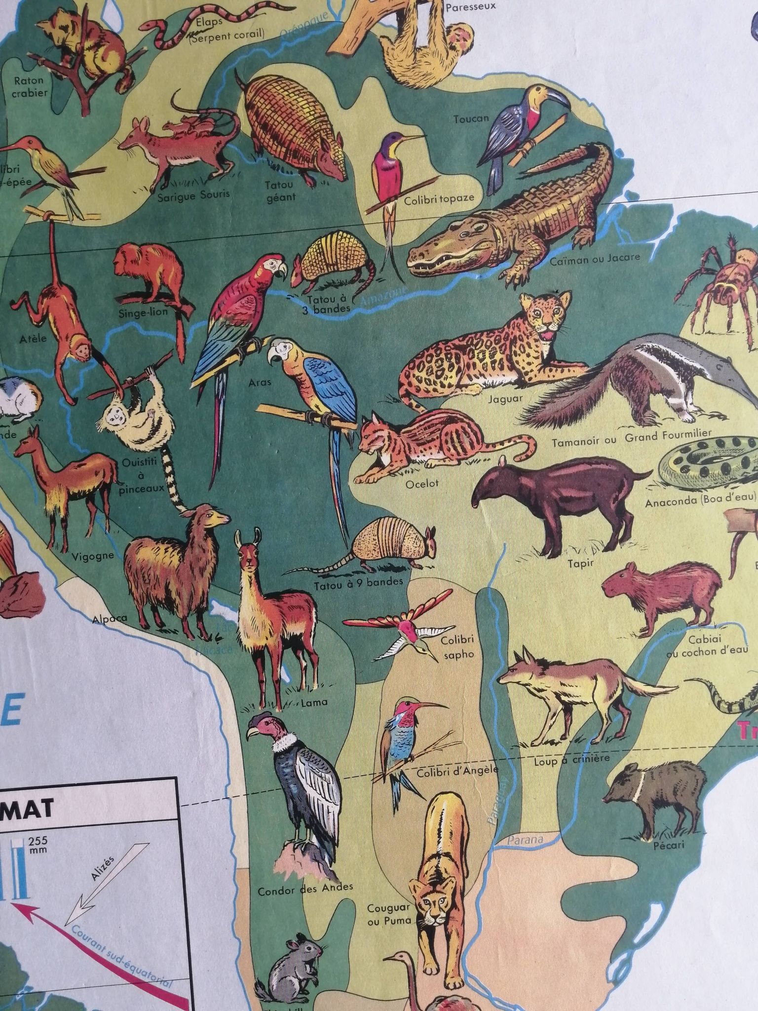 MDI school map: SOUTH AMERICA - OCEANIA fauna vegetation.
