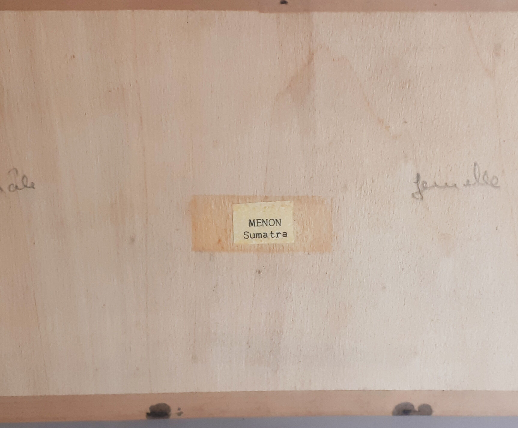 Butterflies naturalized under glass