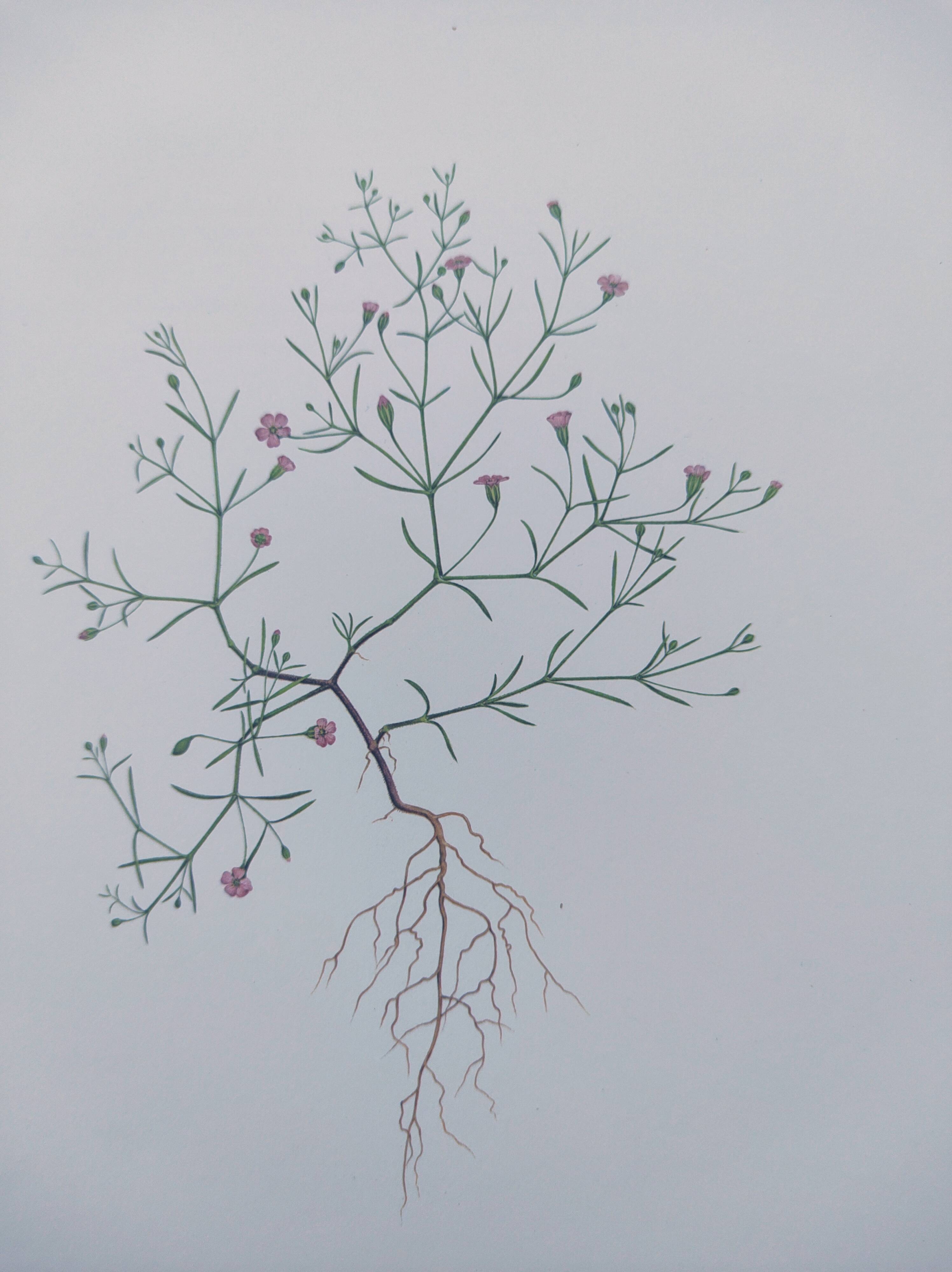 Vintage botanical print from 1978 - Baby's Breath - wild plant