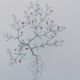 Vintage botanical print from 1978 - Baby's Breath - wild plant