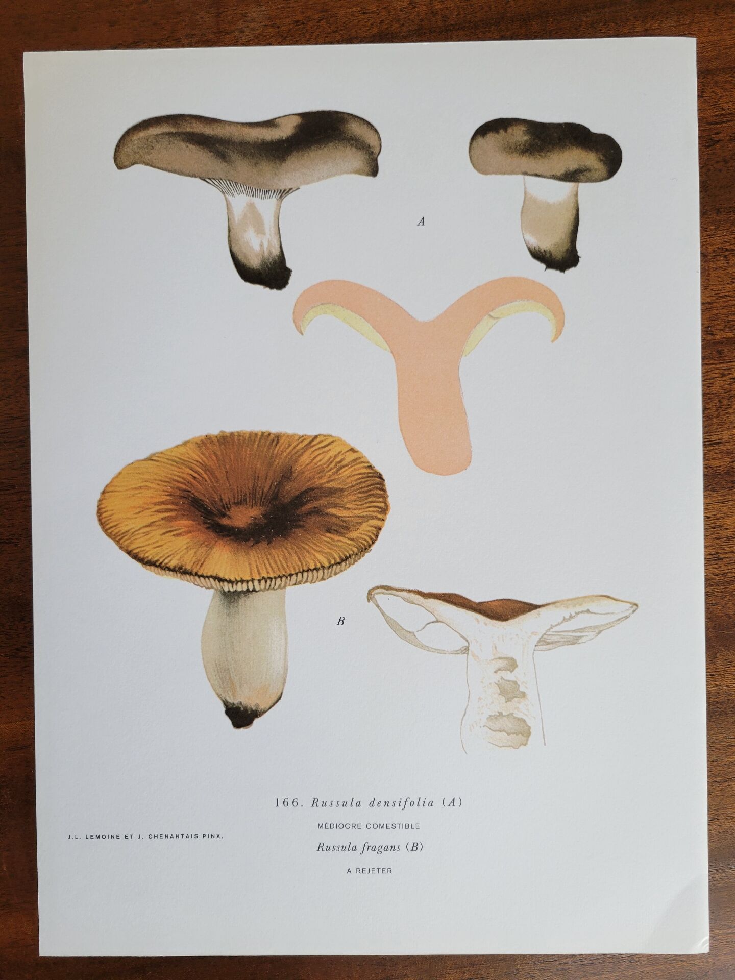 Botanical plate mushroom, 1960