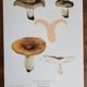 Botanical plate mushroom, 1960