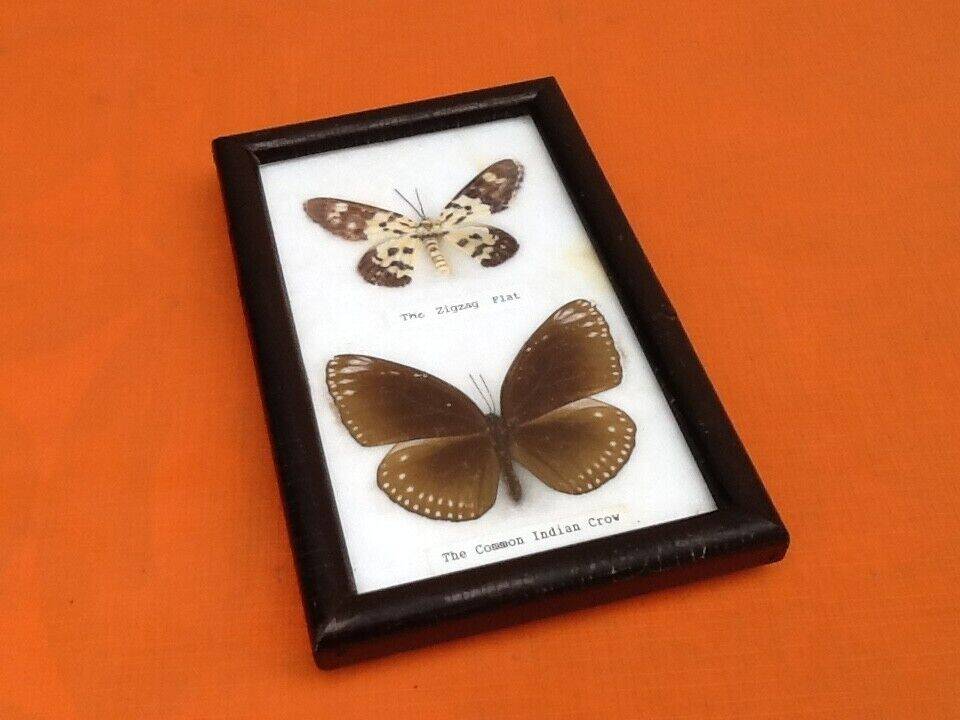 Cabinet de curiosités d’ Entomologie