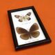 Cabinet de curiosités d’ Entomologie