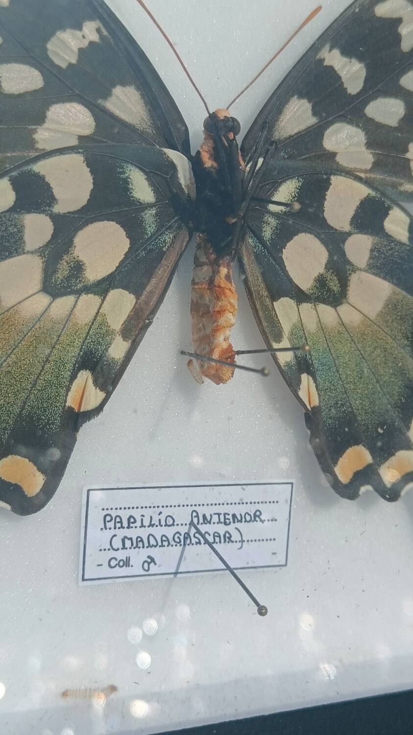 Papillon Antenor de Madagascar