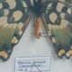 Papillon Antenor de Madagascar